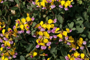 Lotus formosissimus